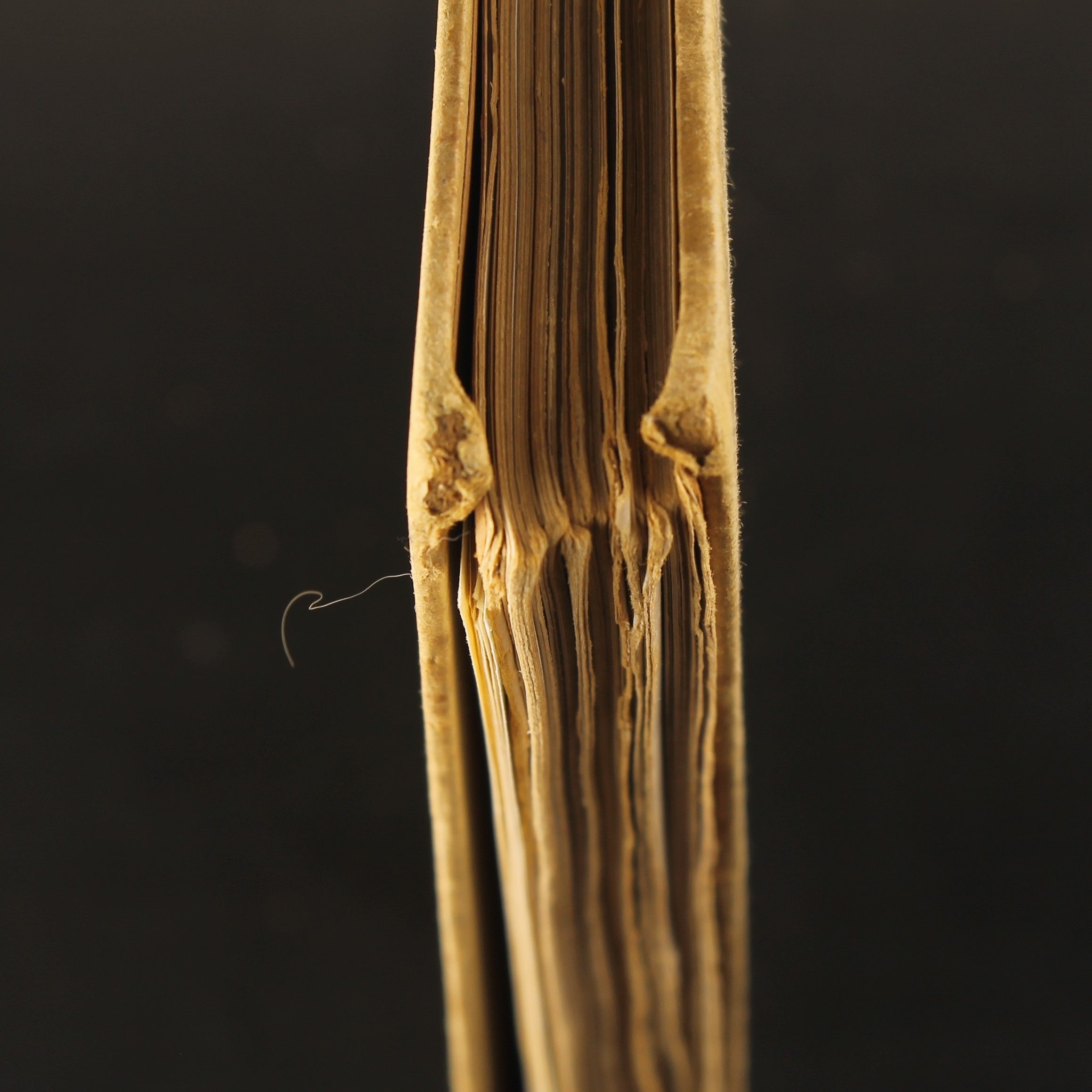 Antique Plate Atlas for National History – Third Edition 1917 – Large Format 31 cm