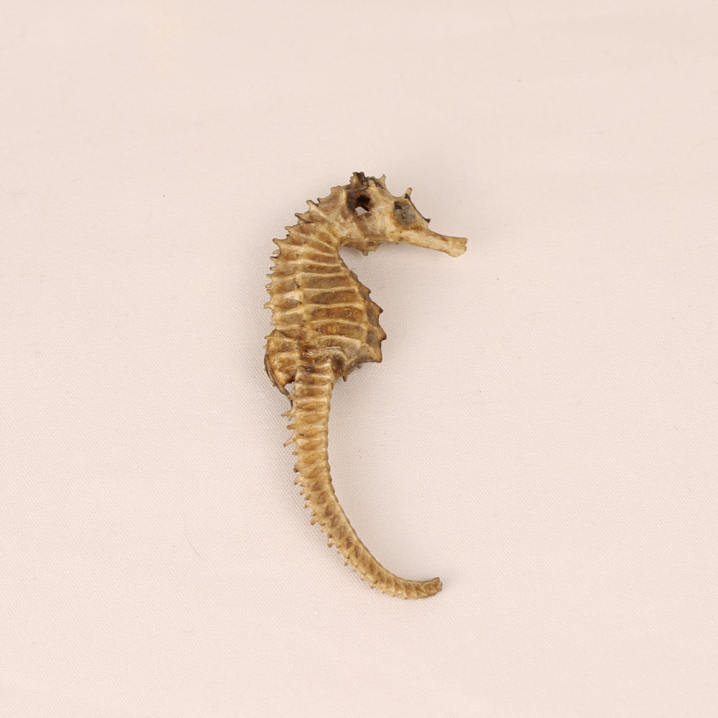 Gedroogd Zeepaardje – Natural History Curiosa