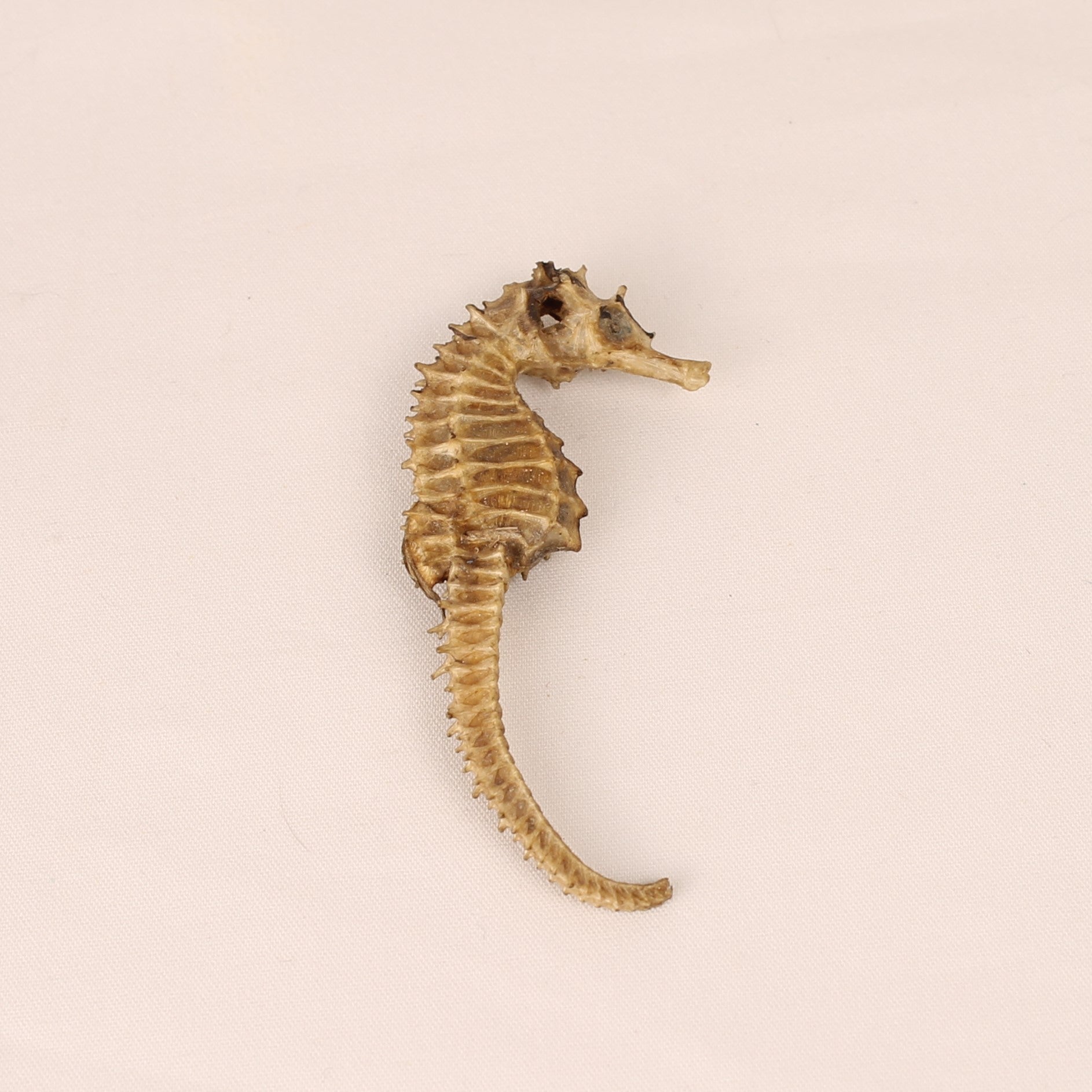 Gedroogd Zeepaardje – Natural History Curiosa