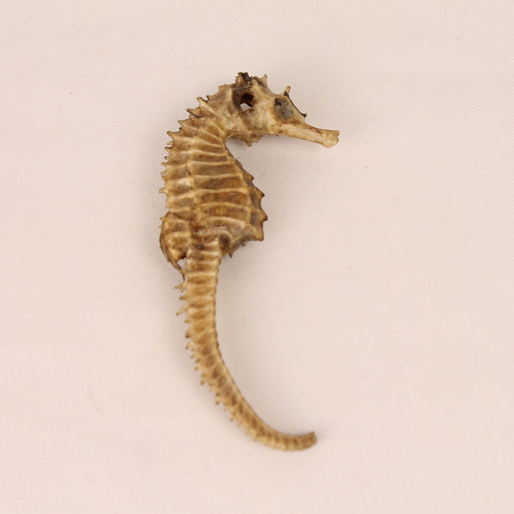 Gedroogd Zeepaardje – Natural History Curiosa
