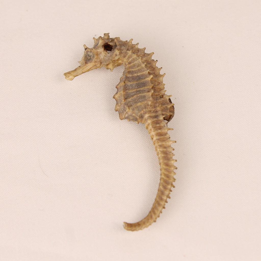 Gedroogd Zeepaardje – Natural History Curiosa