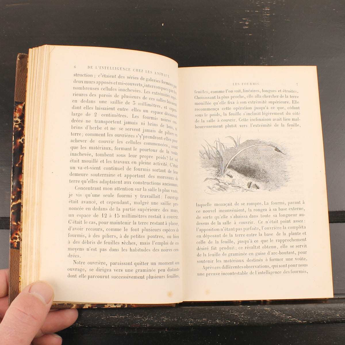 L’Intelligence des Animaux - Ernest Menault - Eerste Editie 1868 - 58 Gravures