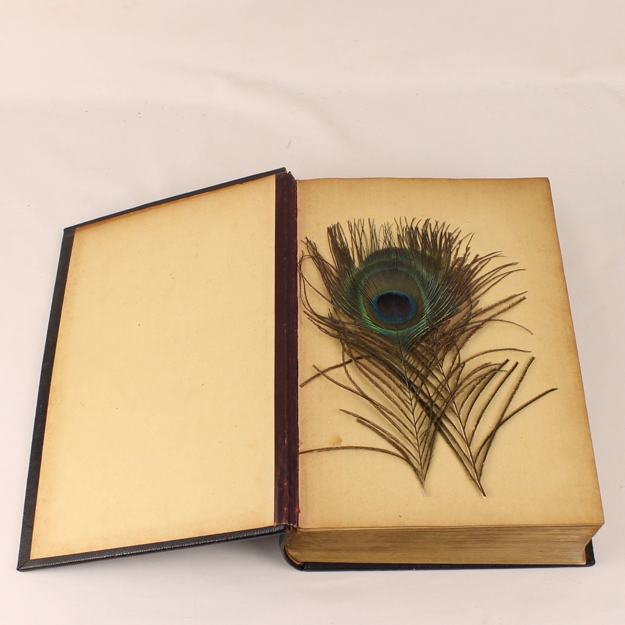 Dutch Authorized Version Bible 1931 – Publishers’ Society “Biblia” Leeuwarden – Gilt Edges – 25cm