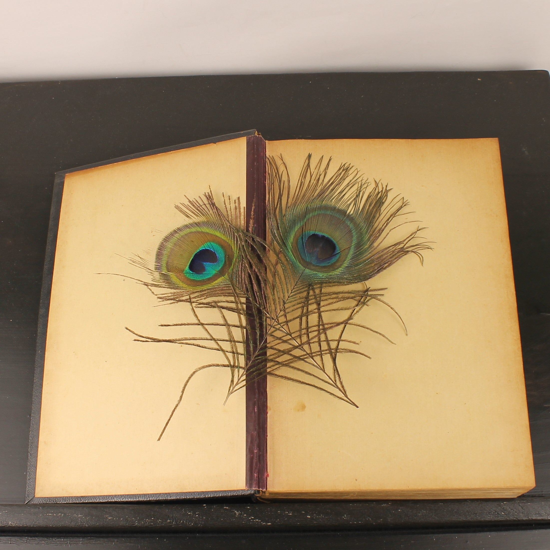 Dutch Authorized Version Bible 1931 – Publishers’ Society “Biblia” Leeuwarden – Gilt Edges – 25cm