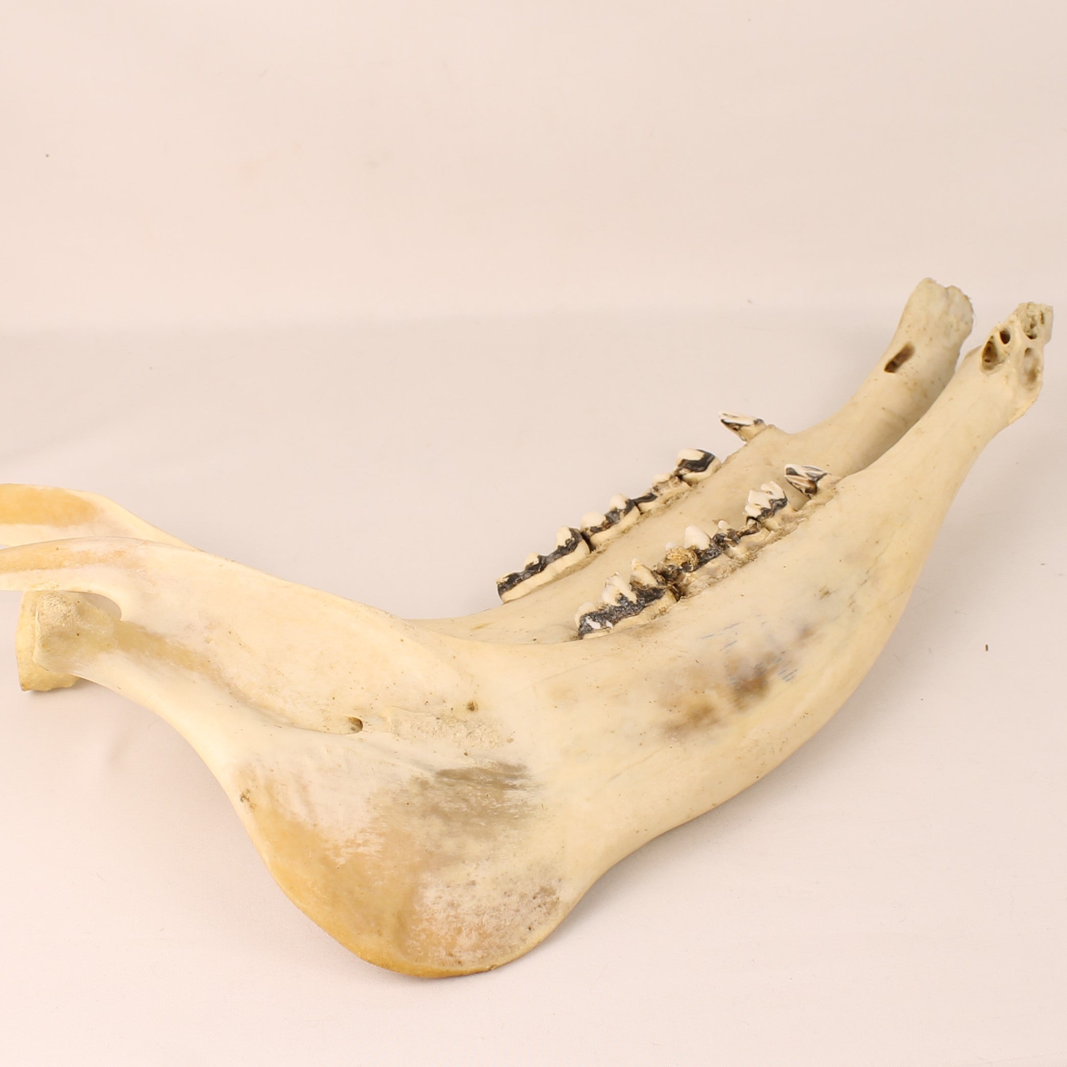 Ankole-Watusi Cow Jawbones (Set of 2) – Vintage Curio – 39 cm