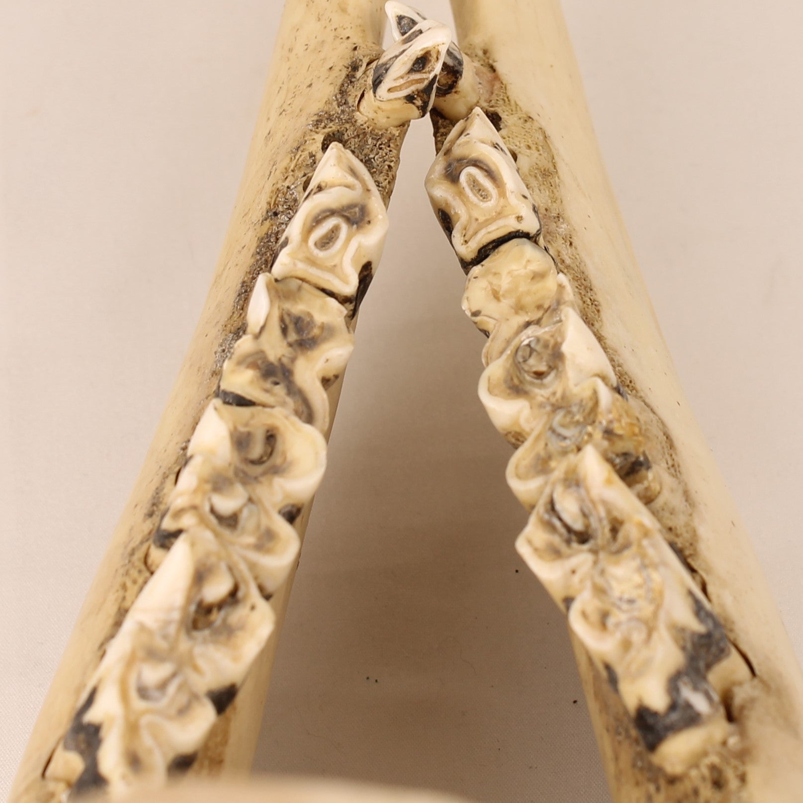 Ankole-Watusi Cow Jawbones (Set of 2) – Vintage Curio – 39 cm