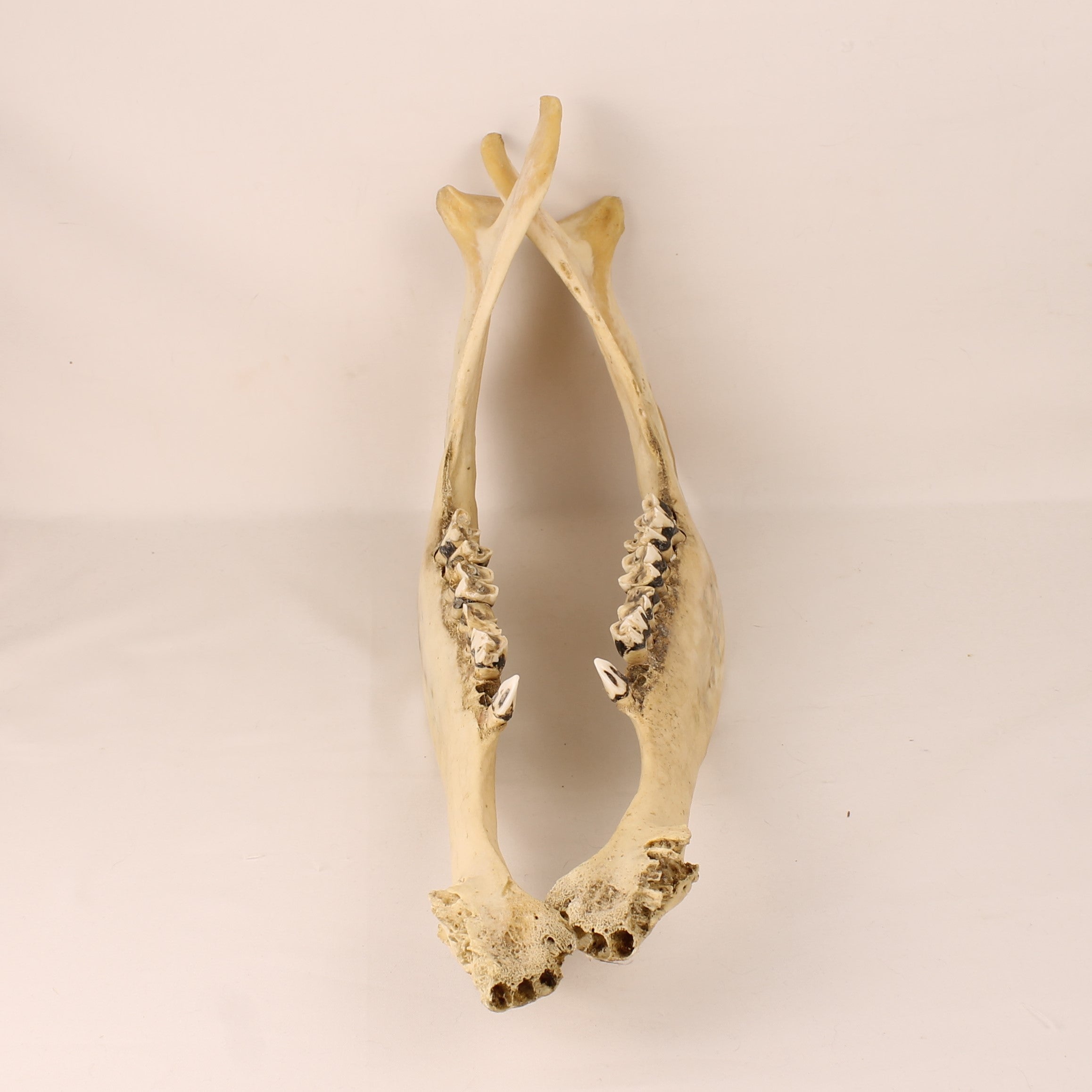 Ankole-Watusi Cow Jawbones (Set of 2) – Vintage Curio – 39 cm