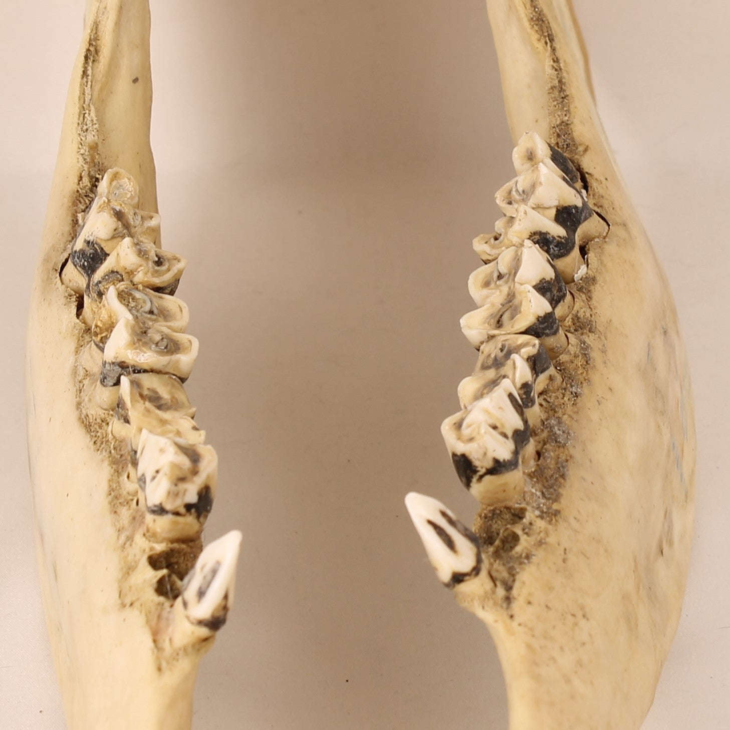 Ankole-Watusi Cow Jawbones (Set of 2) – Vintage Curio – 39 cm