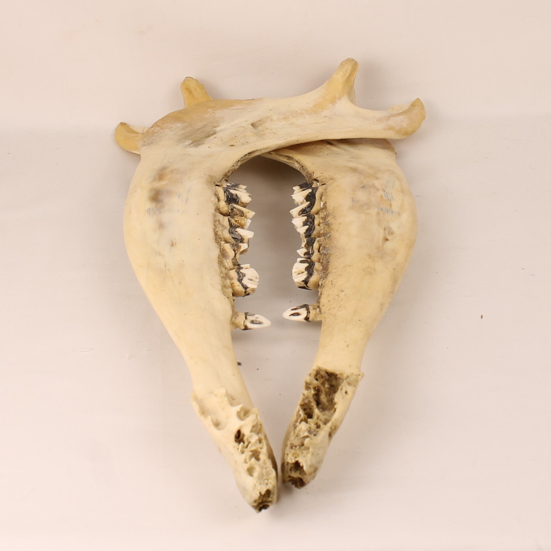 Ankole-Watusi Cow Jawbones (Set of 2) – Vintage Curio – 39 cm