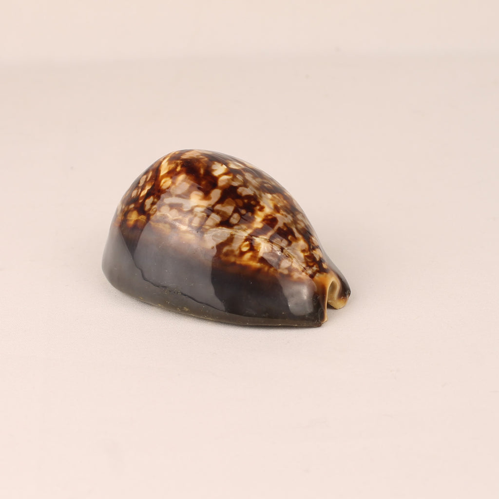 Coquille Cauris Tigre 9 cm – Cypraea Naturelle Polie