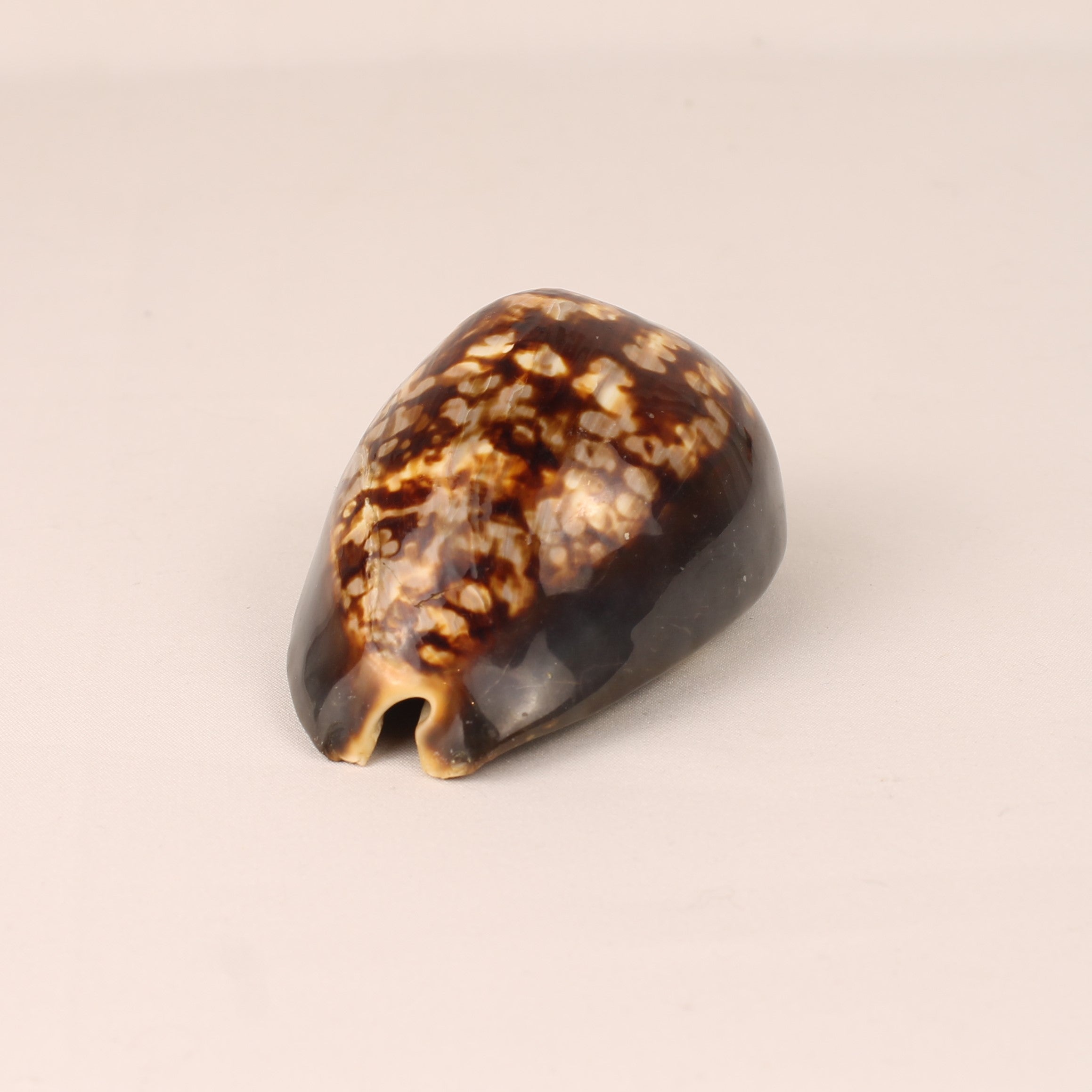 Tiger Cowrie Shell 9 cm – Polished Natural Cypraea