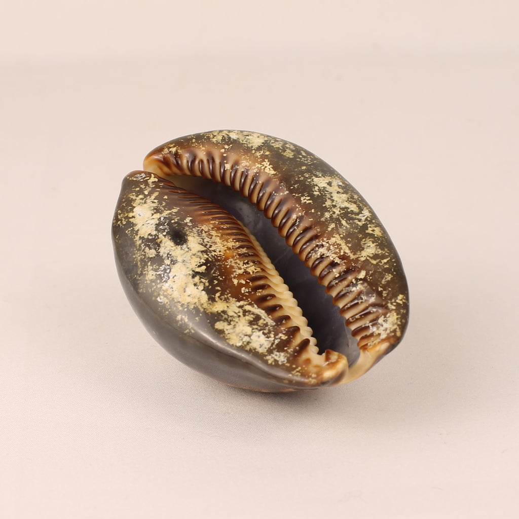 Coquille Cauris Tigre 9 cm – Cypraea Naturelle Polie