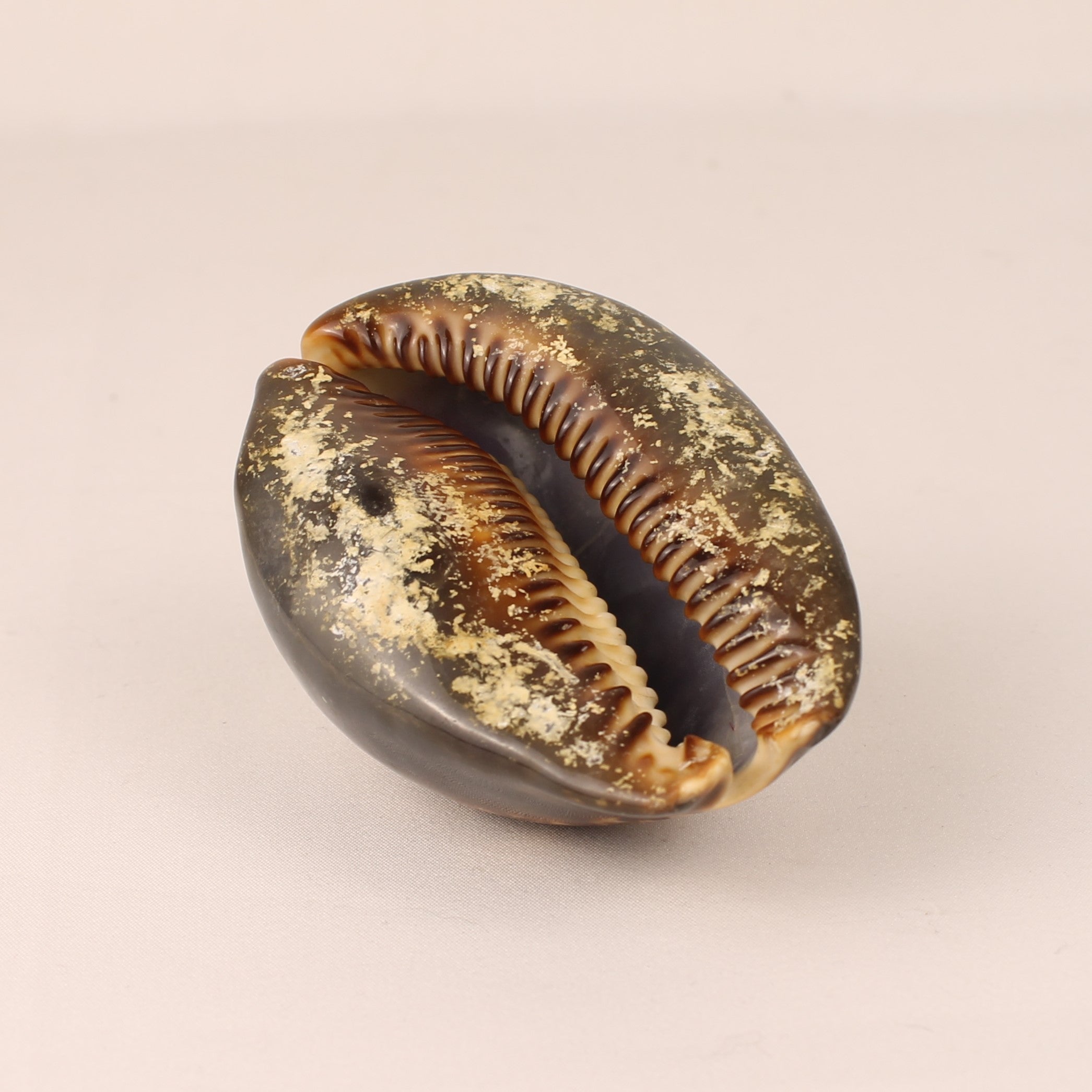 Coquille Cauris Tigre 9 cm – Cypraea Naturelle Polie