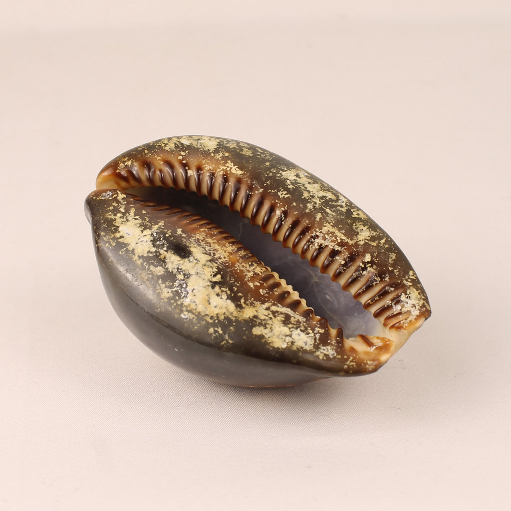 Coquille Cauris Tigre 9 cm – Cypraea Naturelle Polie