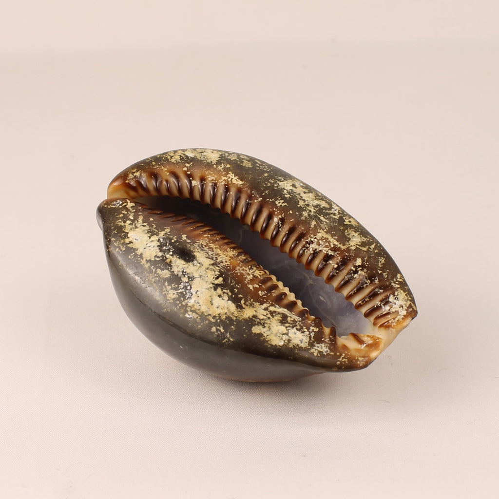 Coquille Cauris Tigre 9 cm – Cypraea Naturelle Polie