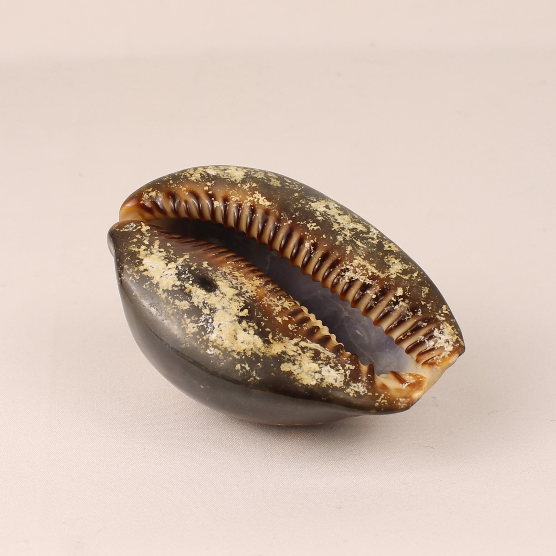 Coquille Cauris Tigre 9 cm – Cypraea Naturelle Polie