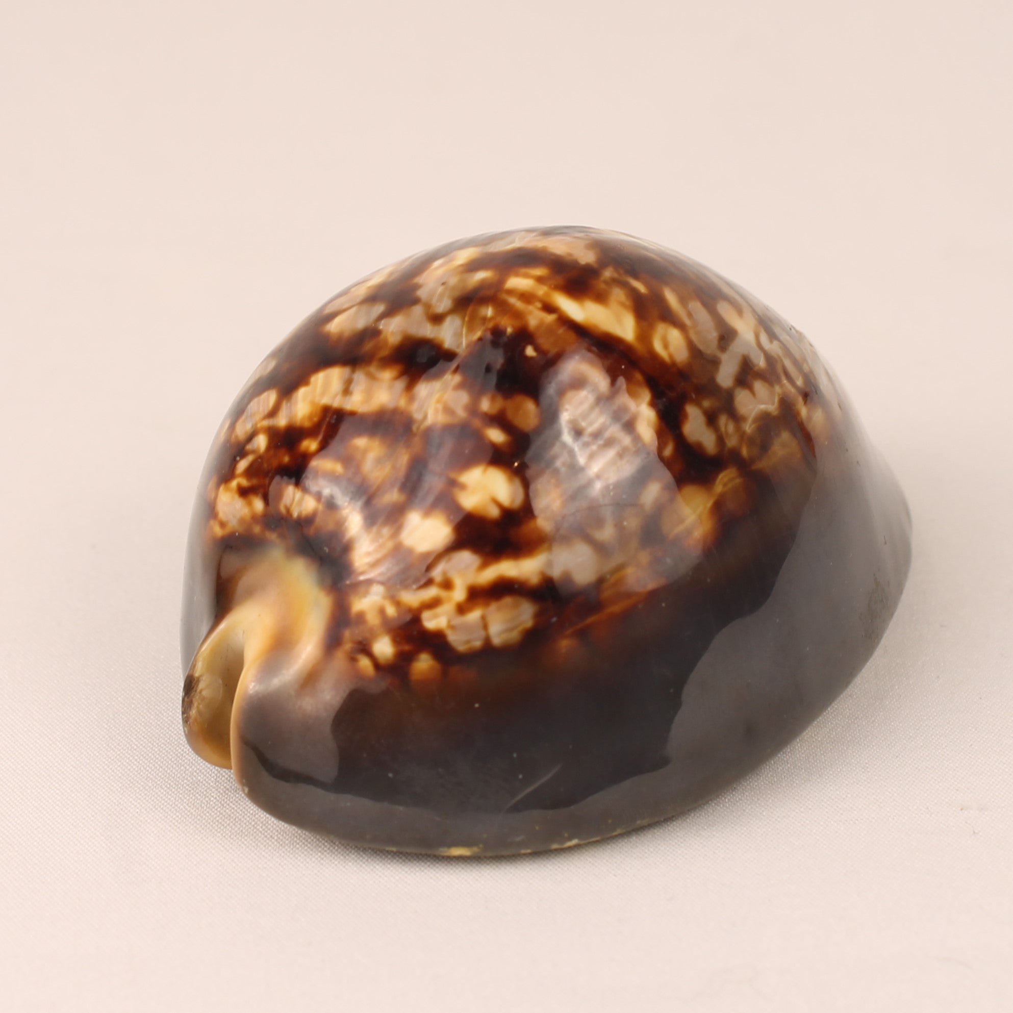 Tiger Cowrie Shell 9 cm – Polished Natural Cypraea