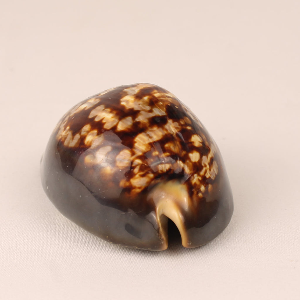 Coquille Cauris Tigre 9 cm – Cypraea Naturelle Polie