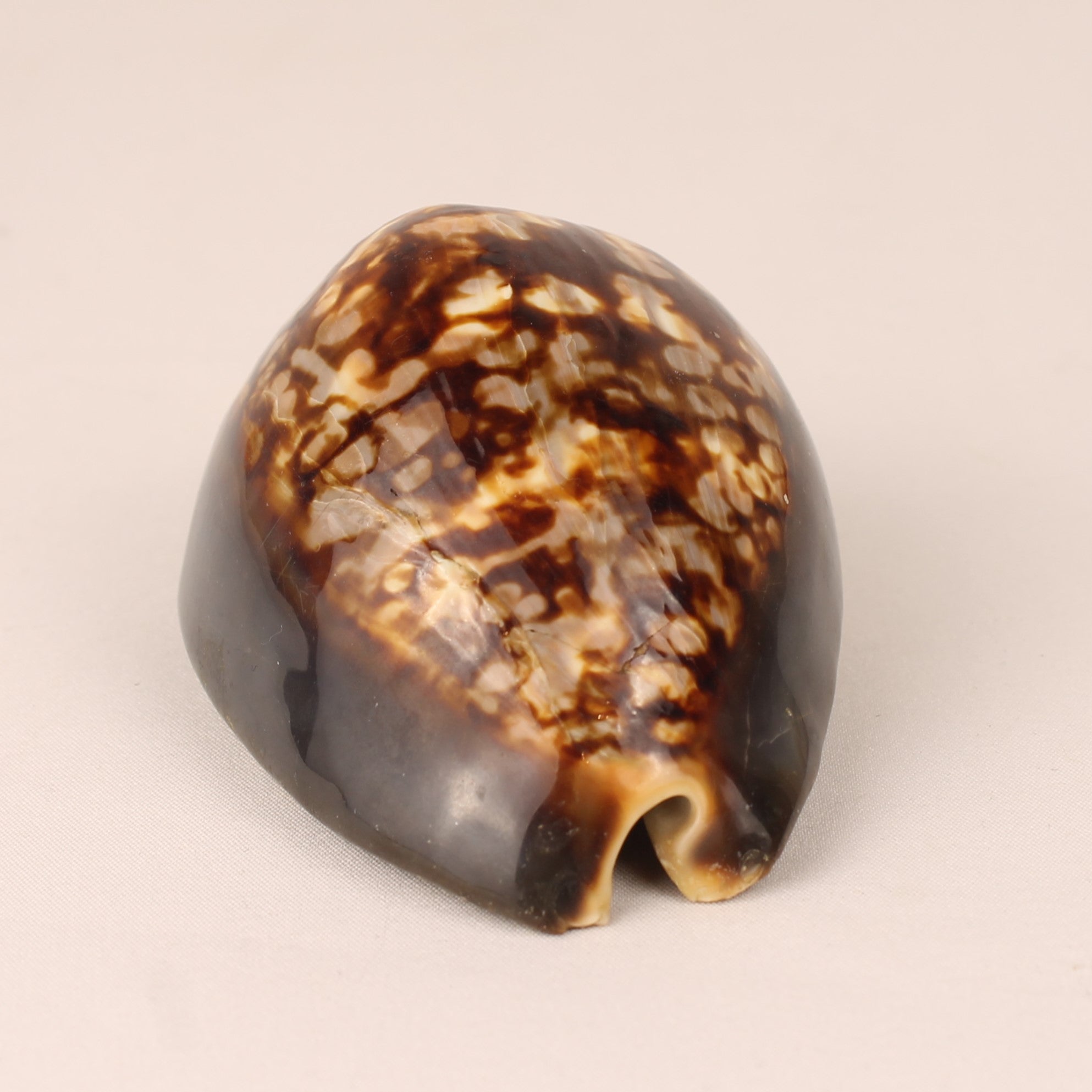 Tiger Cowrie Shell 9 cm – Polished Natural Cypraea