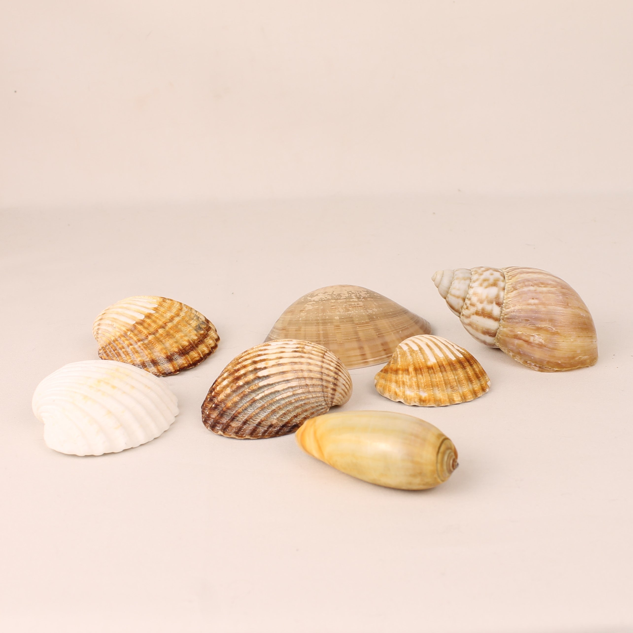 Set of 7 Natural Sea Shells 4.5–8 cm – Decorative Shell Mix