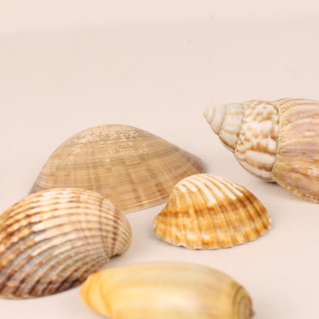 Lot de 7 coquillages naturels 4,5-8 cm – Mélange de coquillages décoratifs