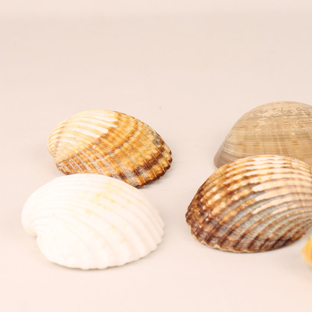 Lot de 7 coquillages naturels 4,5-8 cm – Mélange de coquillages décoratifs