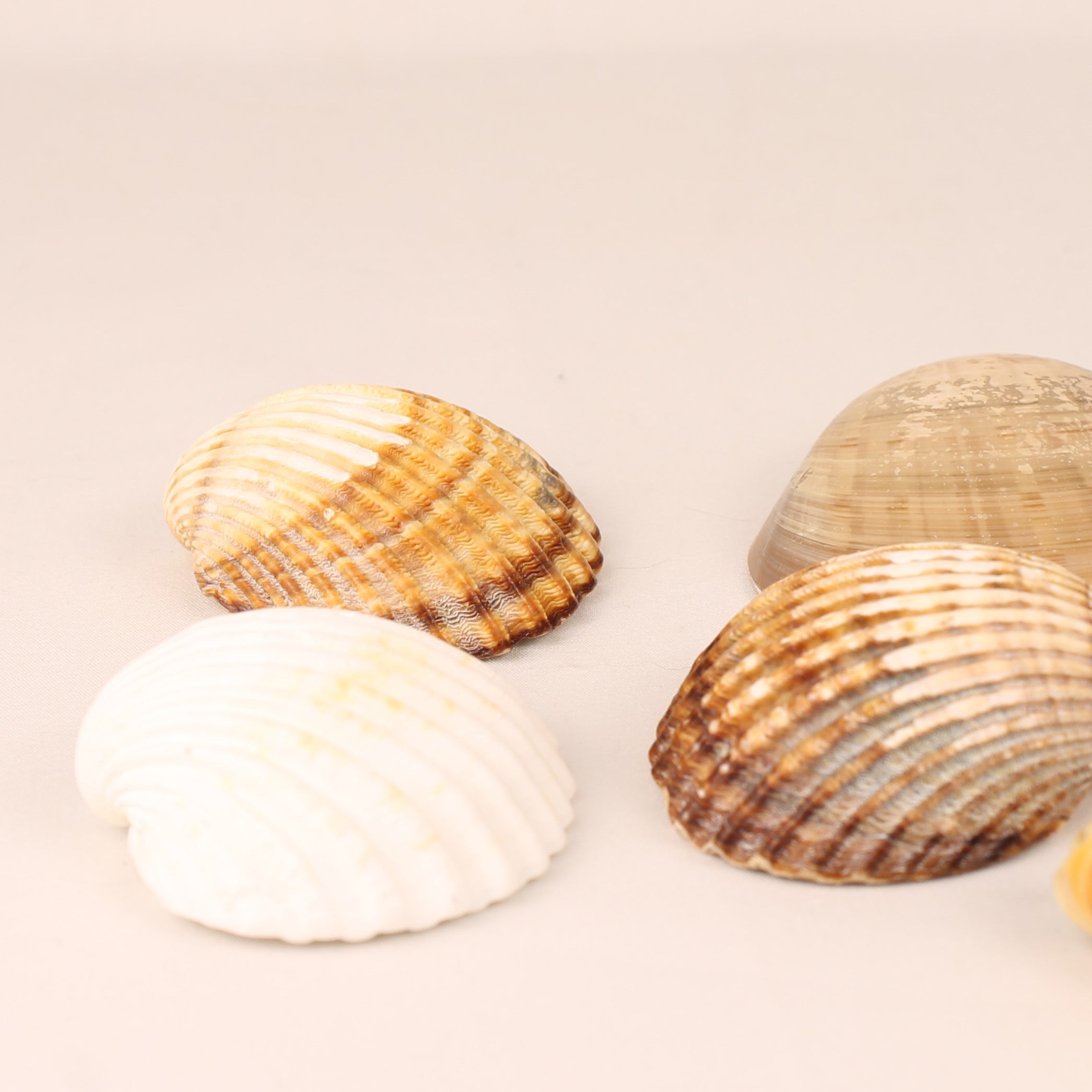 Lot de 7 coquillages naturels 4,5-8 cm – Mélange de coquillages décoratifs