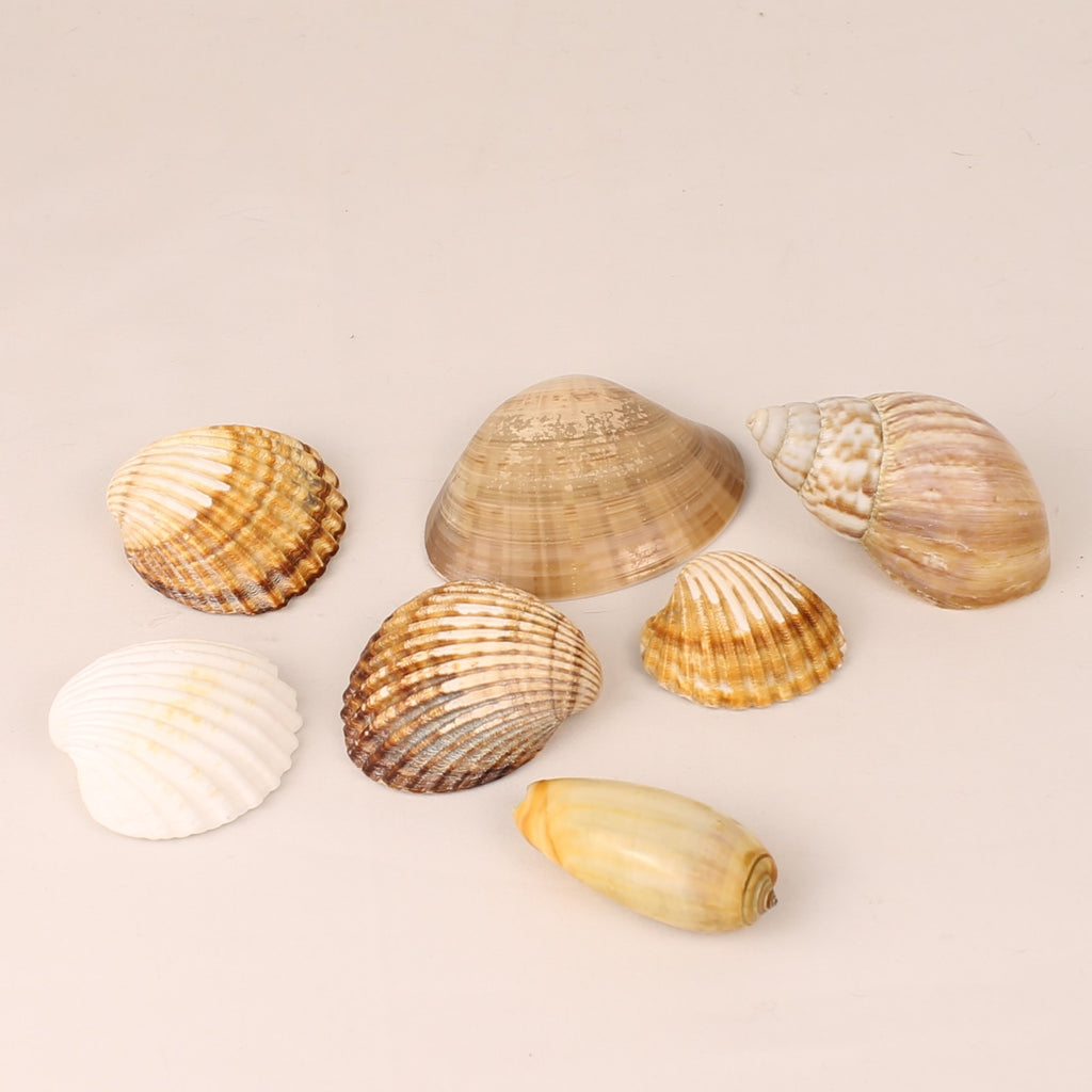 Lot de 7 coquillages naturels 4,5-8 cm – Mélange de coquillages décoratifs