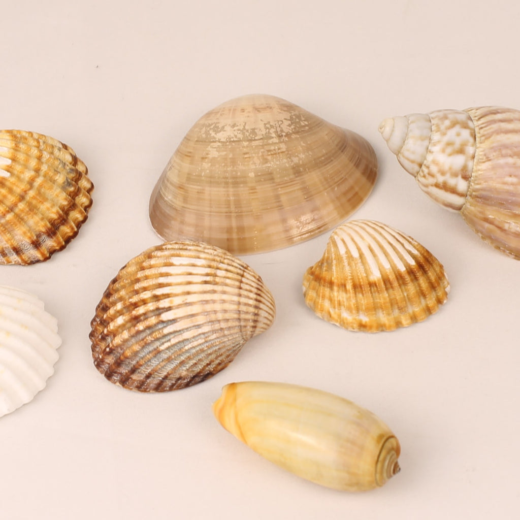Lot de 7 coquillages naturels 4,5-8 cm – Mélange de coquillages décoratifs