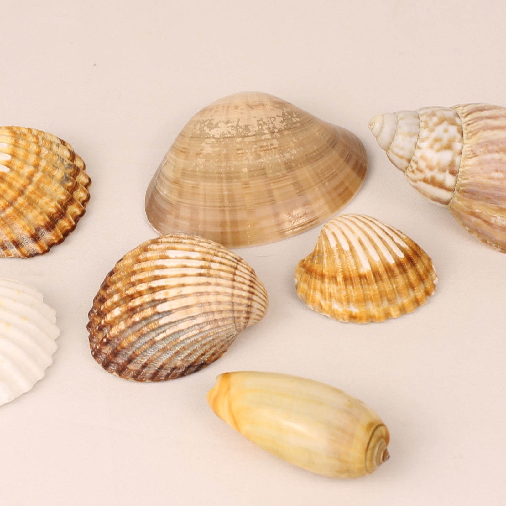 Lot de 7 coquillages naturels 4,5-8 cm – Mélange de coquillages décoratifs