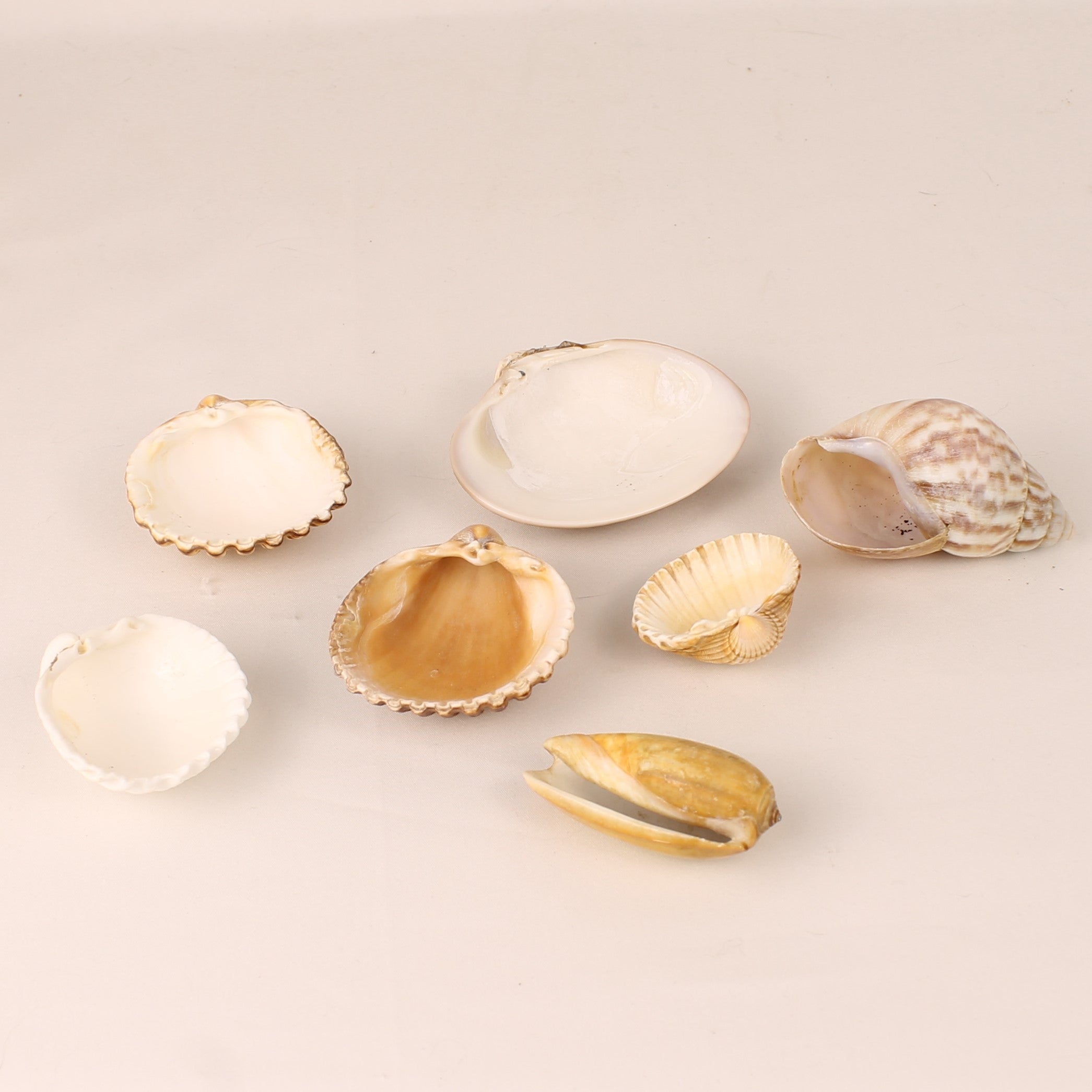 Set of 7 Natural Sea Shells 4.5–8 cm – Decorative Shell Mix