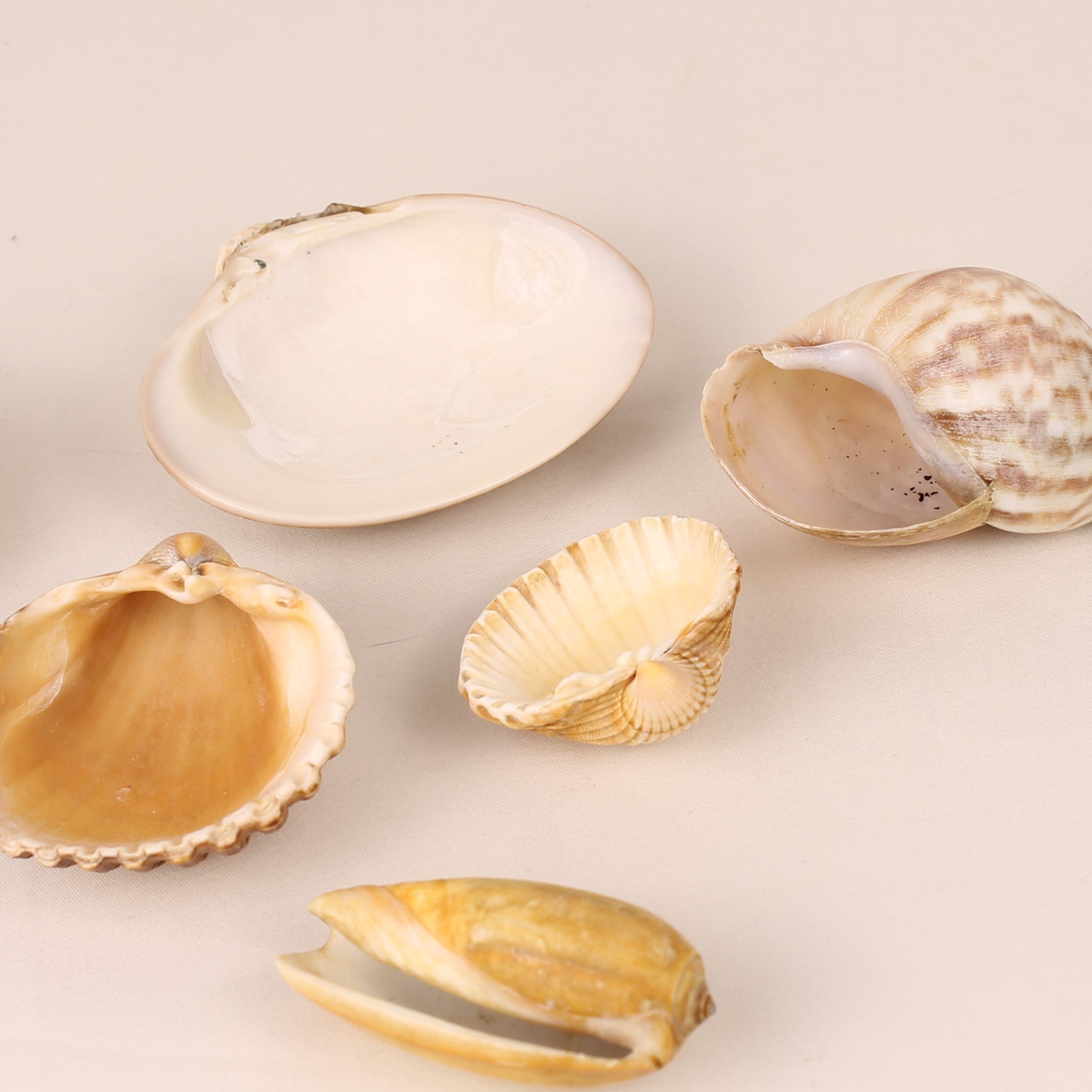 Set of 7 Natural Sea Shells 4.5–8 cm – Decorative Shell Mix