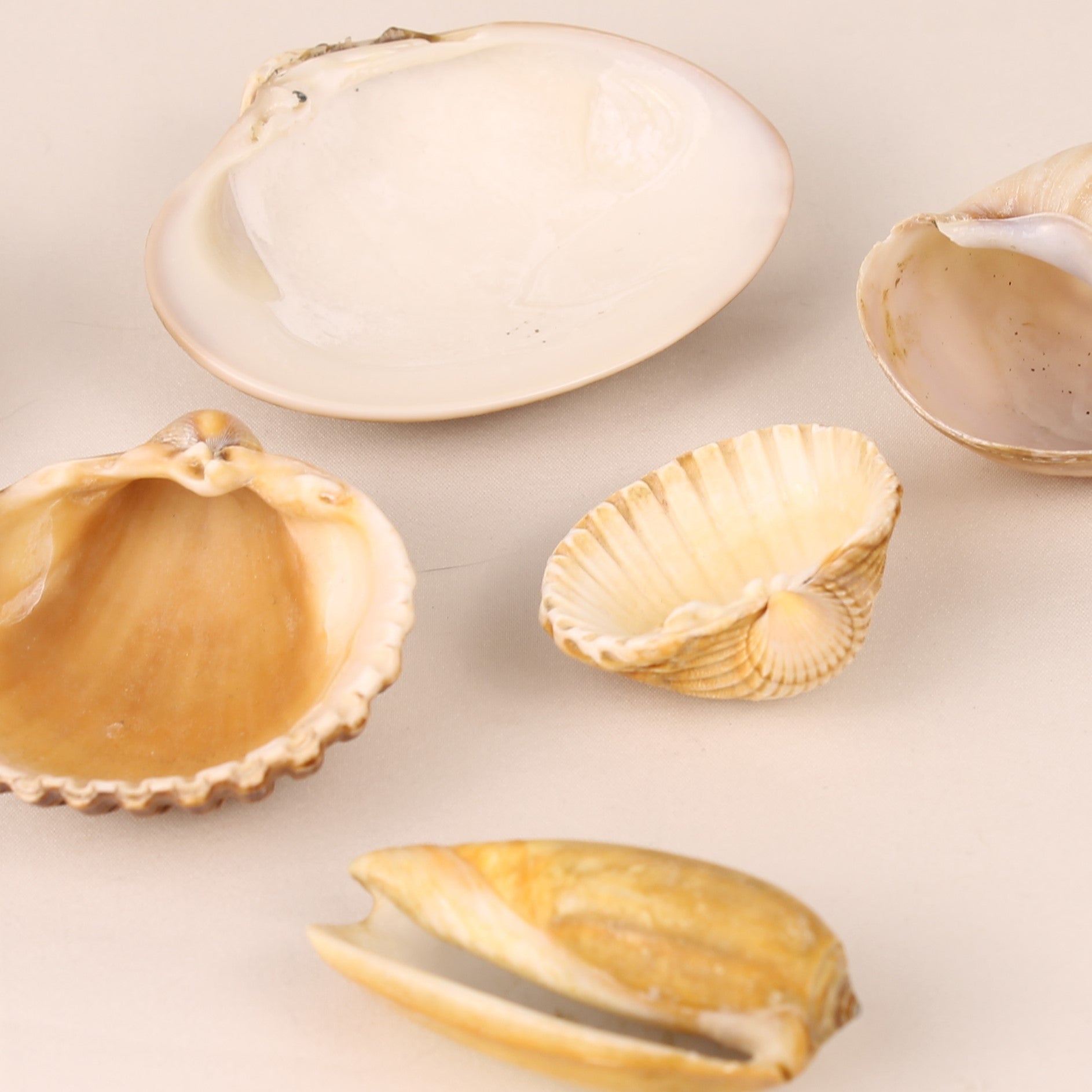 Set of 7 Natural Sea Shells 4.5–8 cm – Decorative Shell Mix