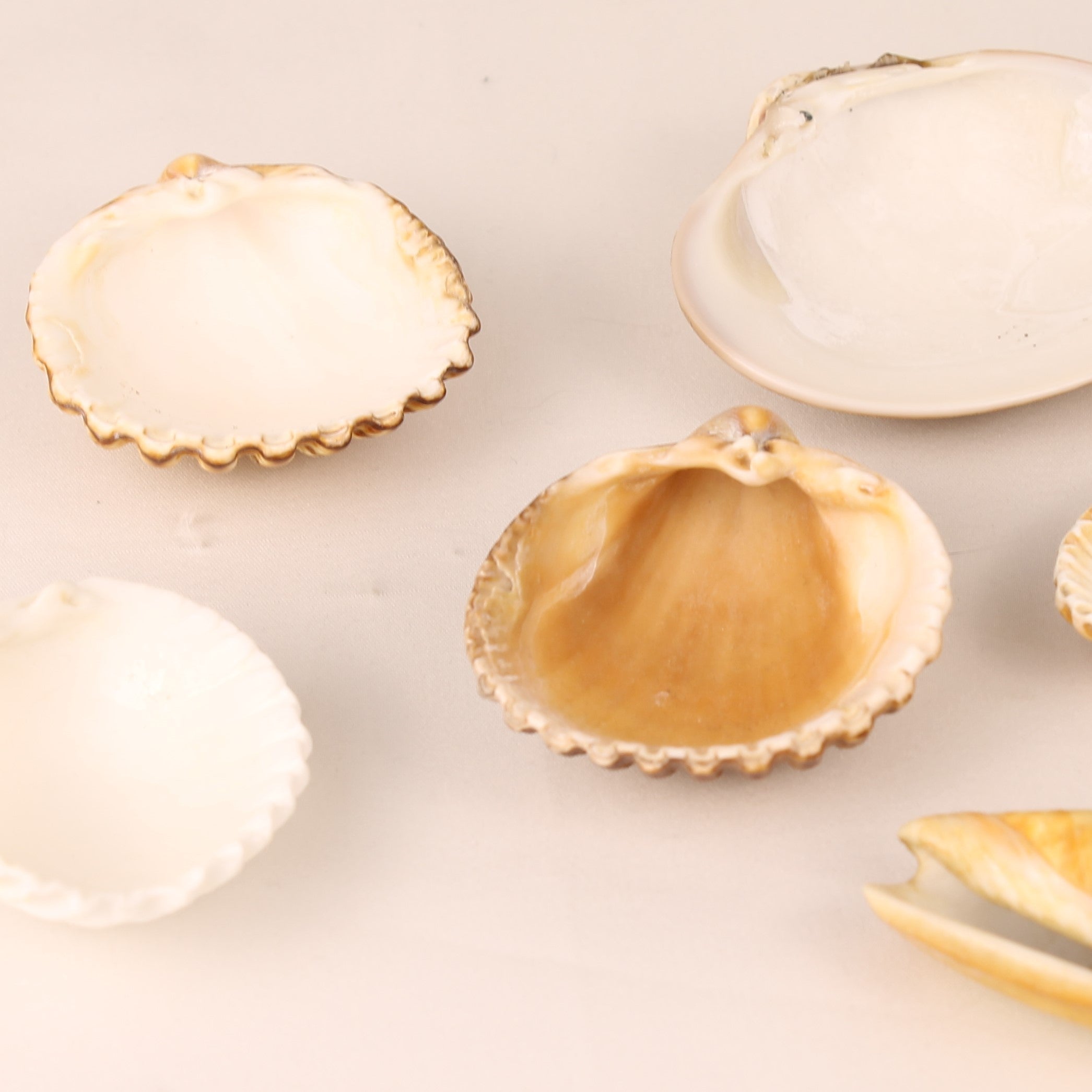 Lot de 7 coquillages naturels 4,5-8 cm – Mélange de coquillages décoratifs