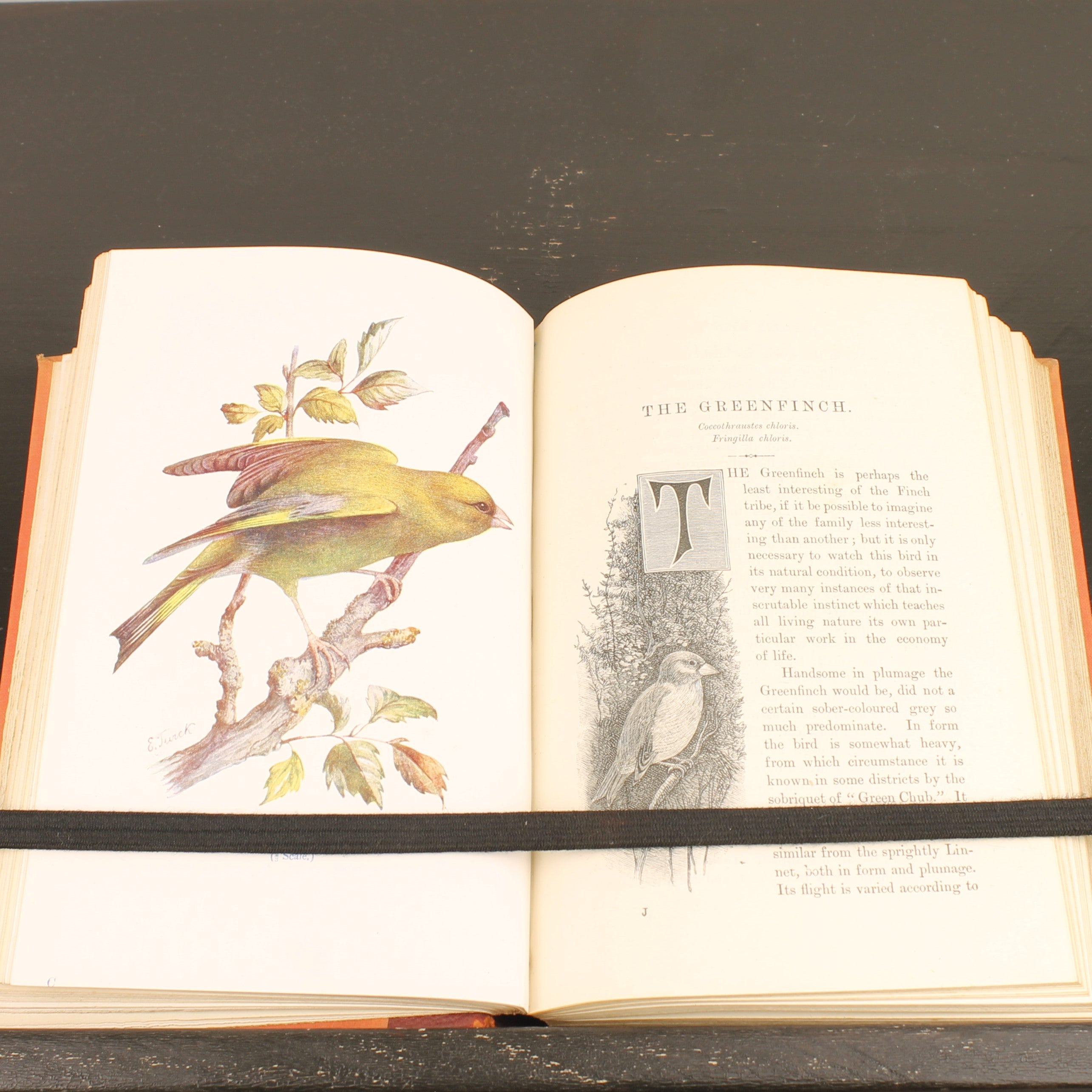 Familiar Wild Birds - W. Swaysland - Illustraties van Archibald Thorburn - Complete set [ca. 1880]
