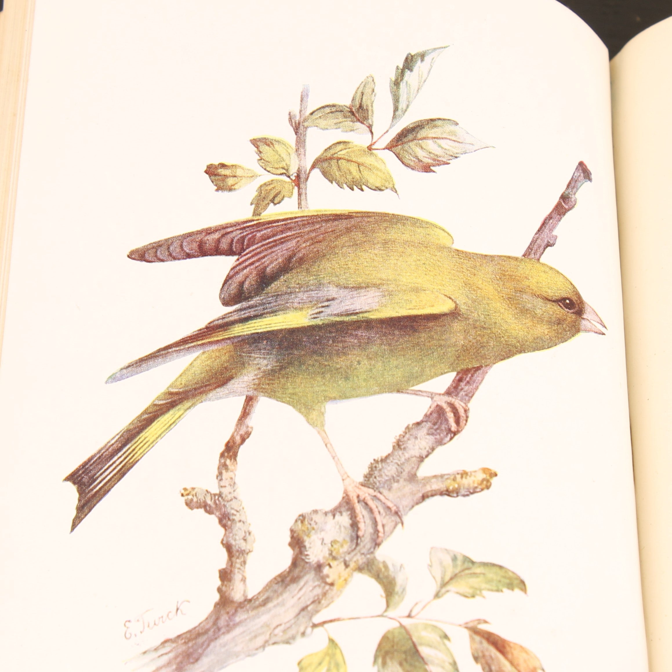 Familiar Wild Birds - W. Swaysland - Illustraties van Archibald Thorburn - Complete set [ca. 1880]