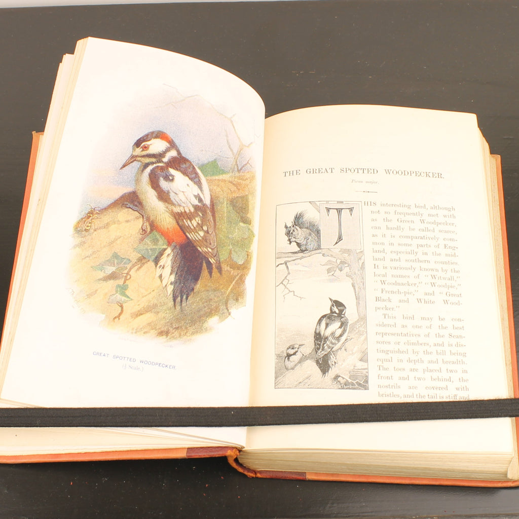 Familiar Wild Birds - W. Swaysland - Illustraties van Archibald Thorburn - Complete set [ca. 1880]