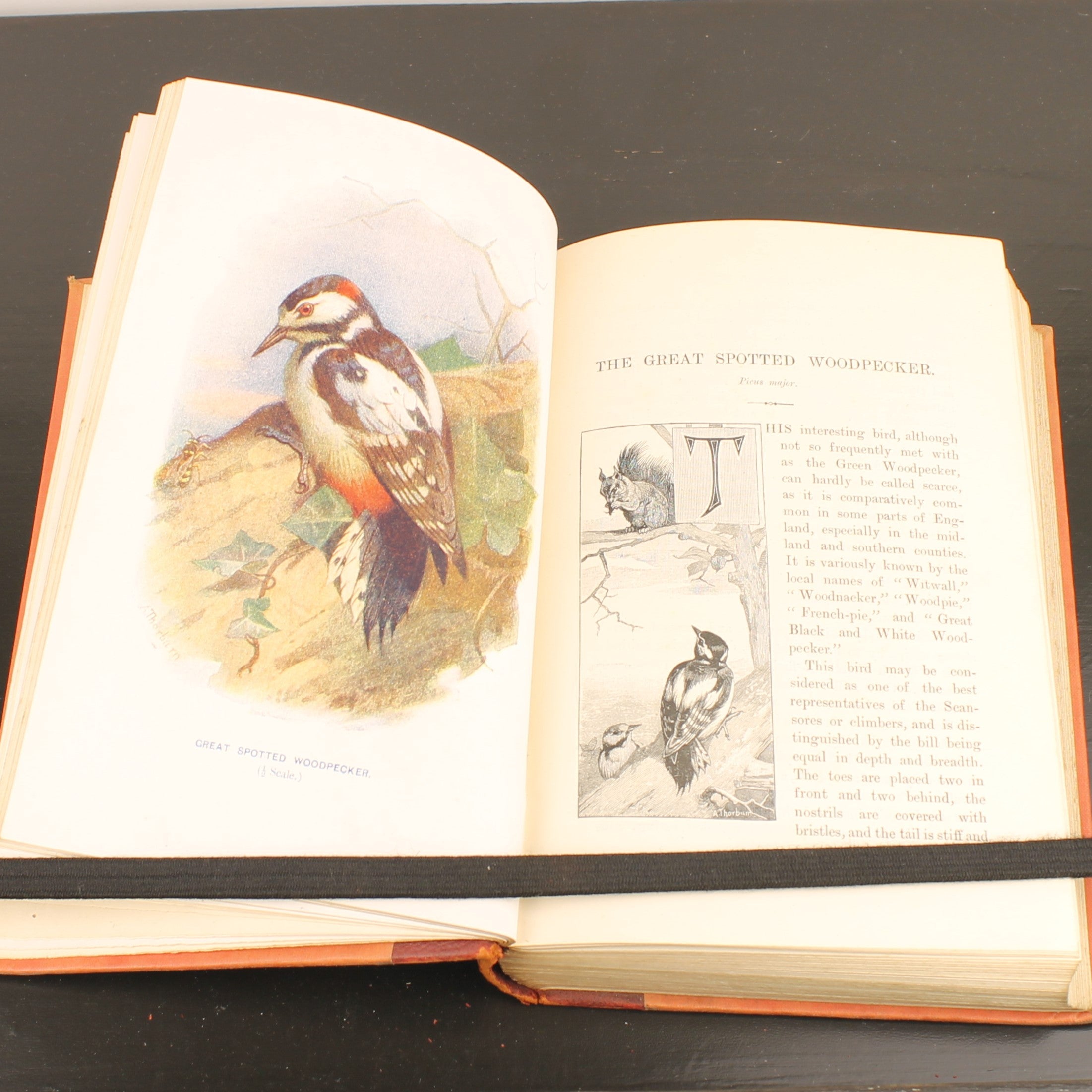 Familiar Wild Birds - W. Swaysland - Illustraties van Archibald Thorburn - Complete set [ca. 1880]