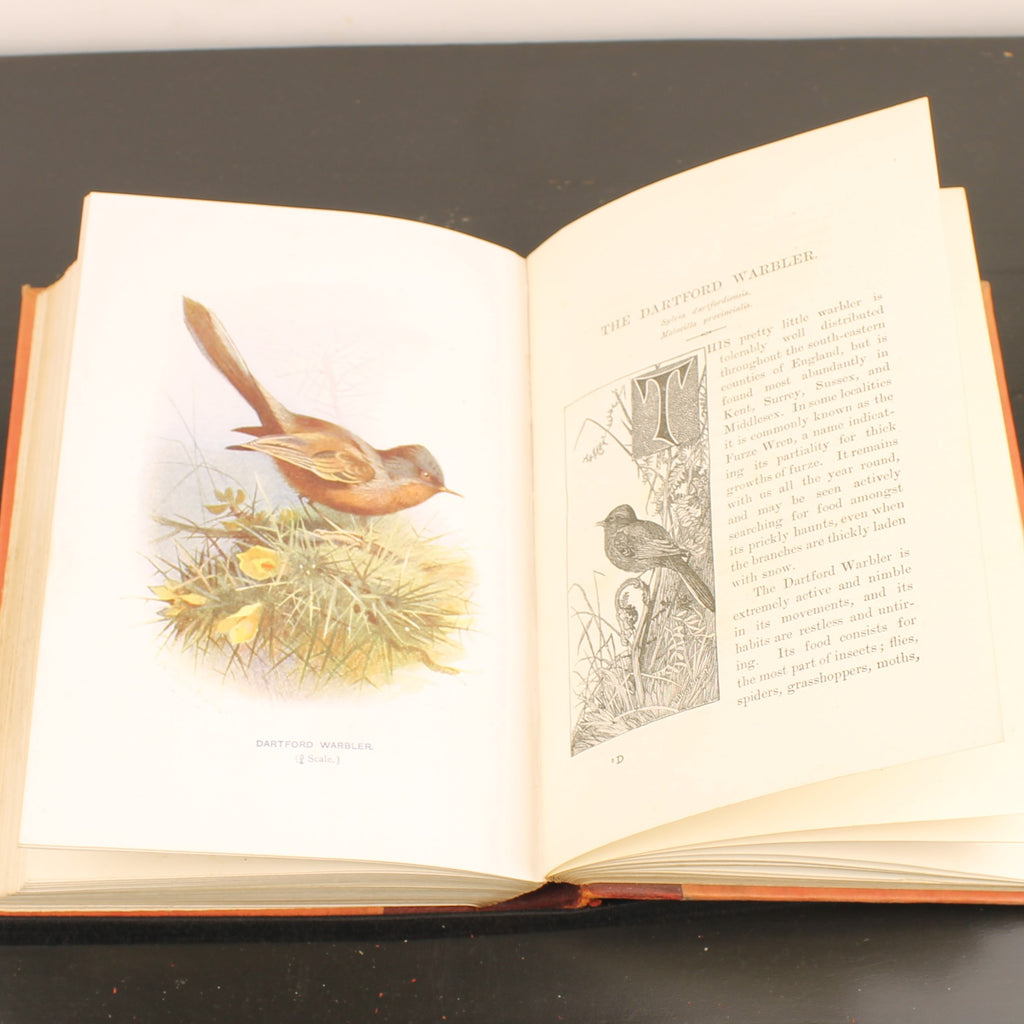 Familiar Wild Birds - W. Swaysland - Illustraties van Archibald Thorburn - Complete set [ca. 1880]
