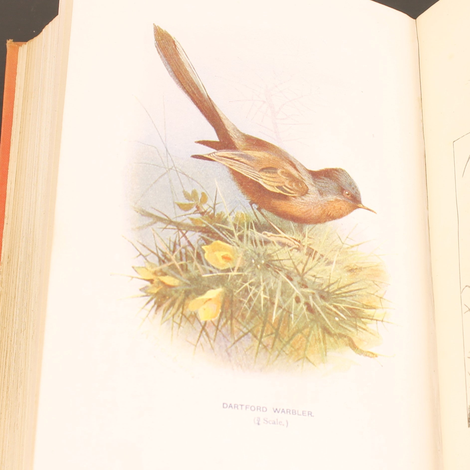Familiar Wild Birds - W. Swaysland - Illustraties van Archibald Thorburn - Complete set [ca. 1880]