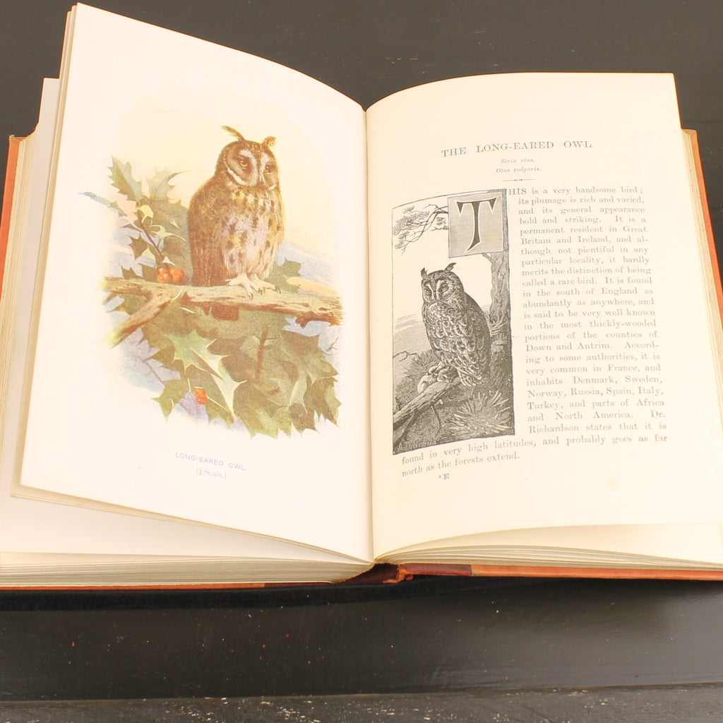 Familiar Wild Birds - W. Swaysland - Illustraties van Archibald Thorburn - Complete set [ca. 1880]