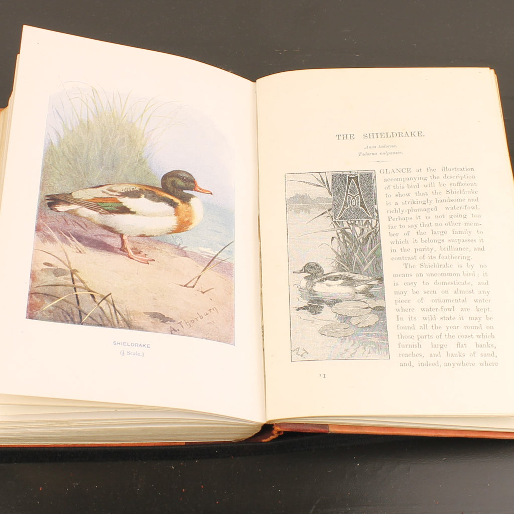 Familiar Wild Birds - W. Swaysland - Illustraties van Archibald Thorburn - Complete set [ca. 1880]