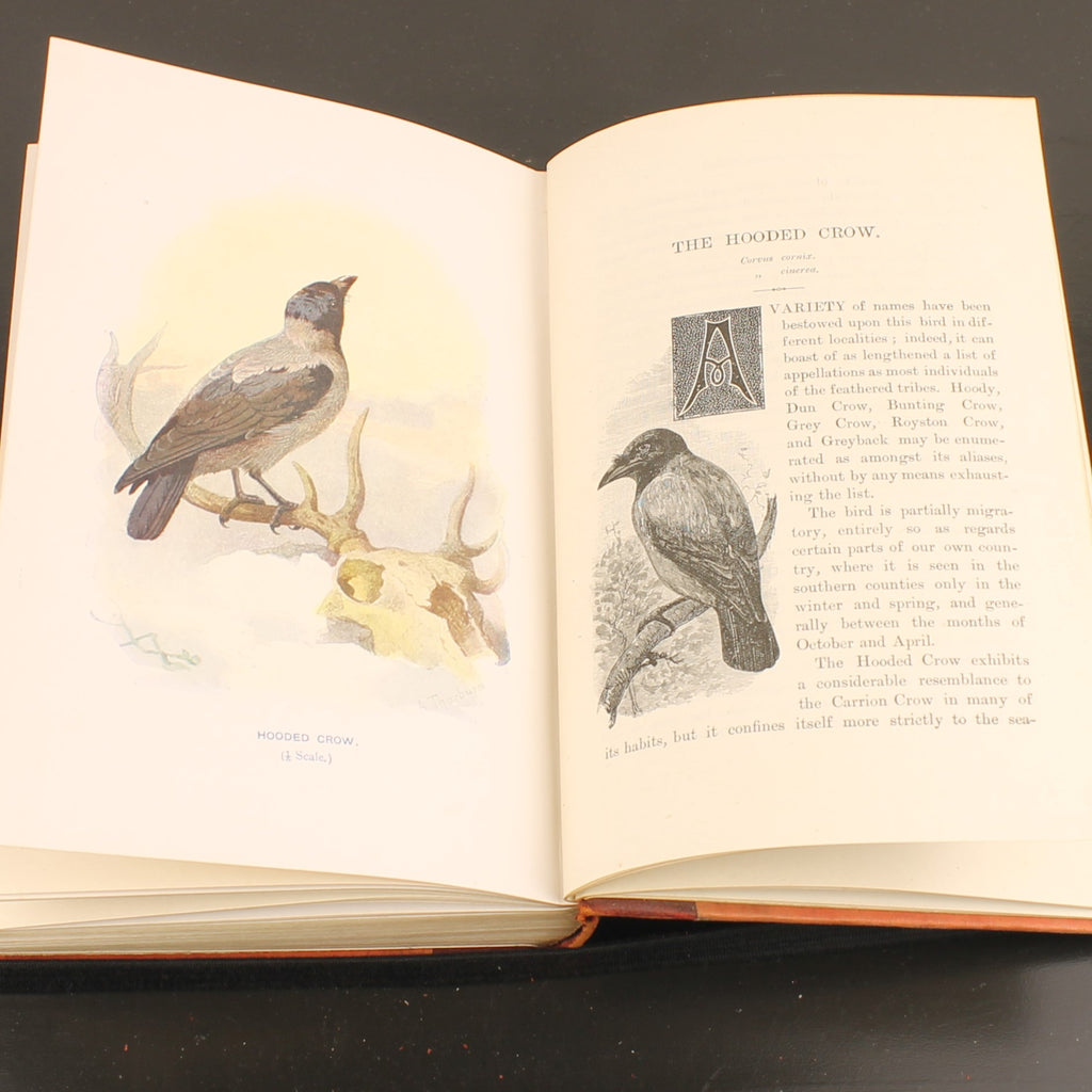 Familiar Wild Birds - W. Swaysland - Illustraties van Archibald Thorburn - Complete set [ca. 1880]