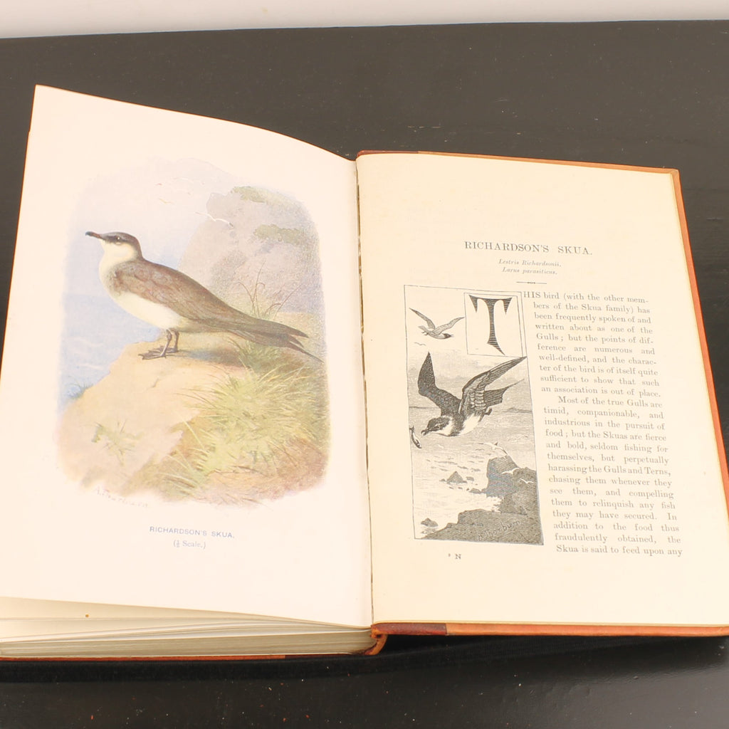 Familiar Wild Birds - W. Swaysland - Illustraties van Archibald Thorburn - Complete set [ca. 1880]