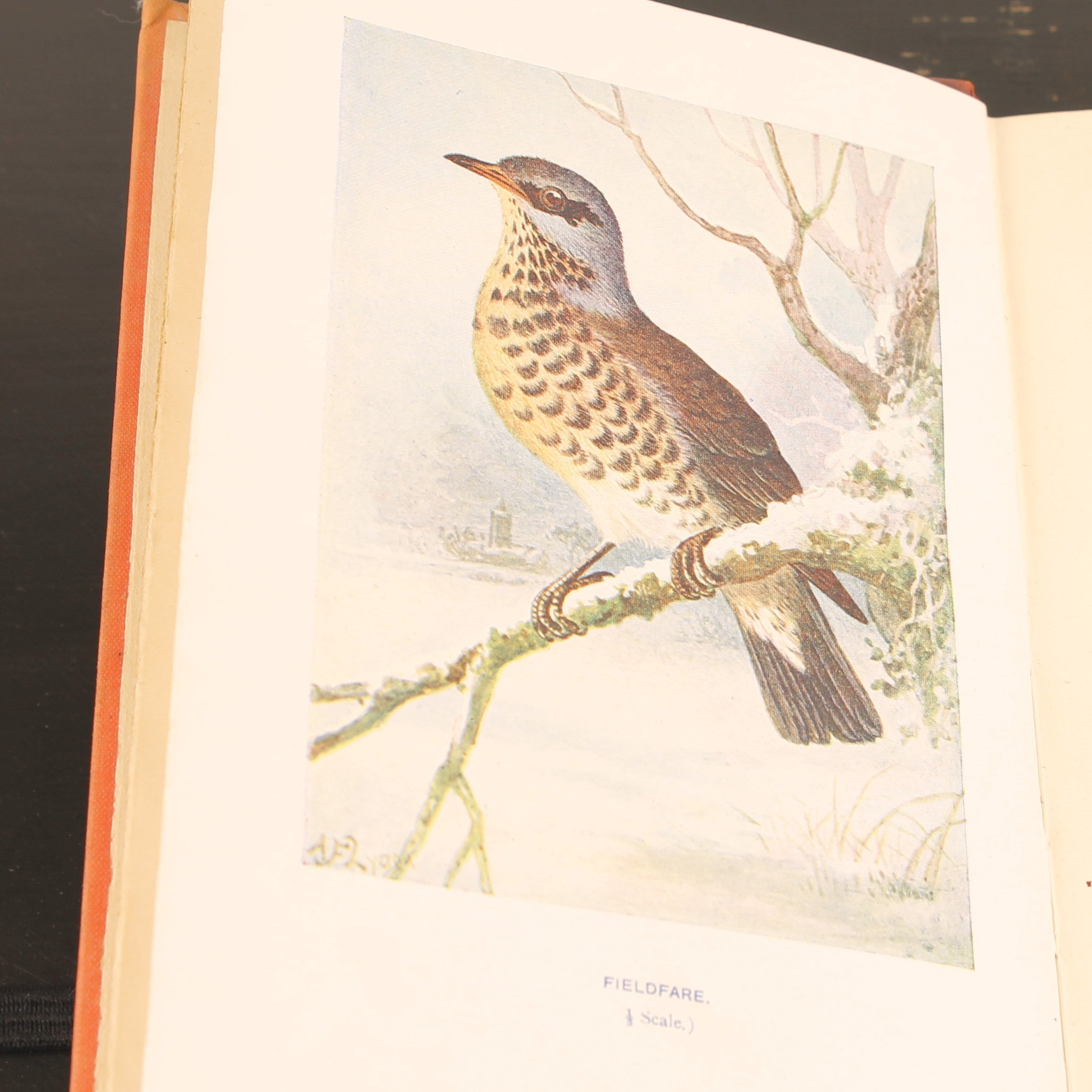 Familiar Wild Birds - W. Swaysland - Illustraties van Archibald Thorburn - Complete set [ca. 1880]