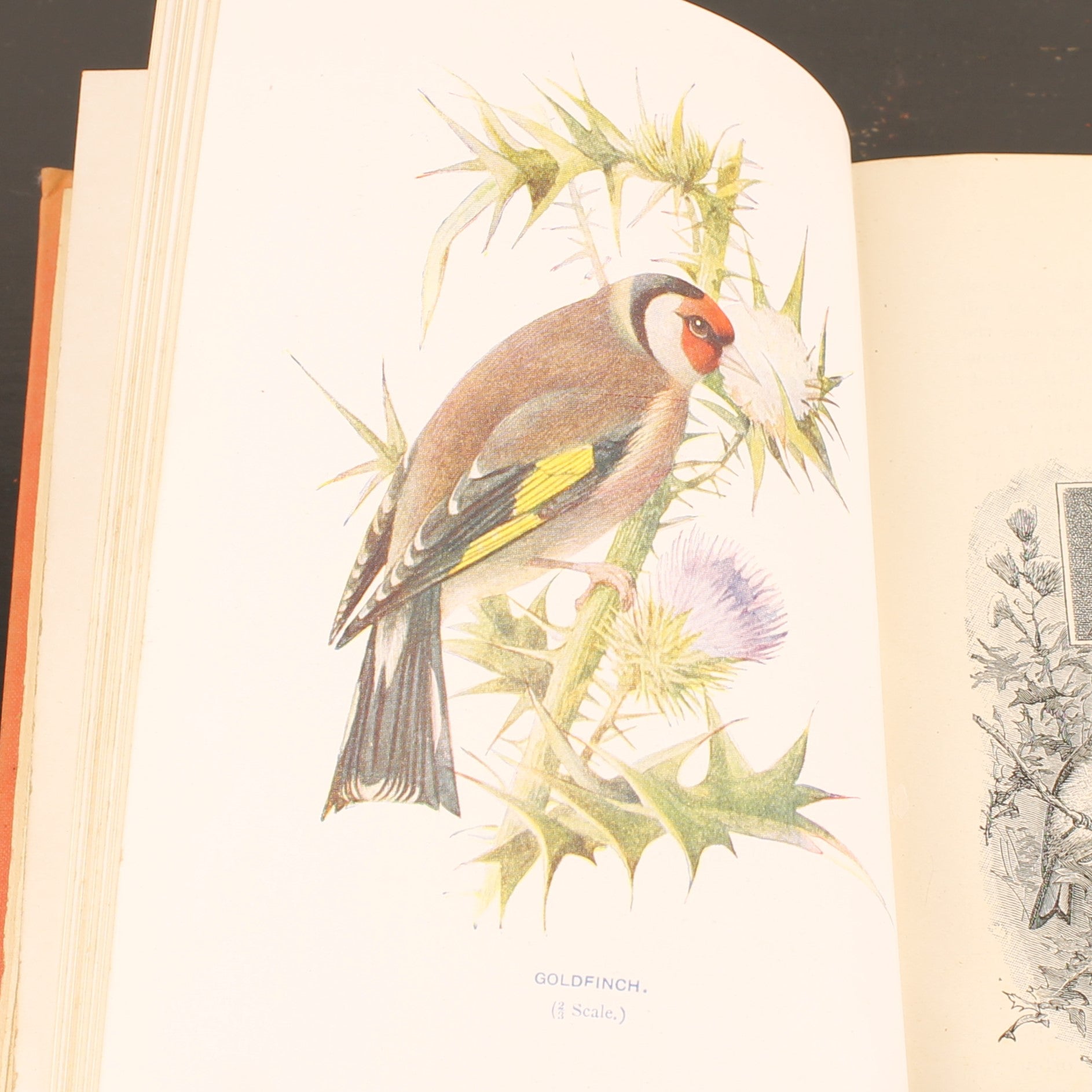 Familiar Wild Birds - W. Swaysland - Illustraties van Archibald Thorburn - Complete set [ca. 1880]