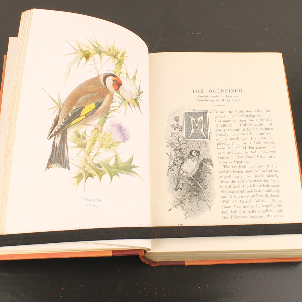 Familiar Wild Birds - W. Swaysland - Illustraties van Archibald Thorburn - Complete set [ca. 1880]