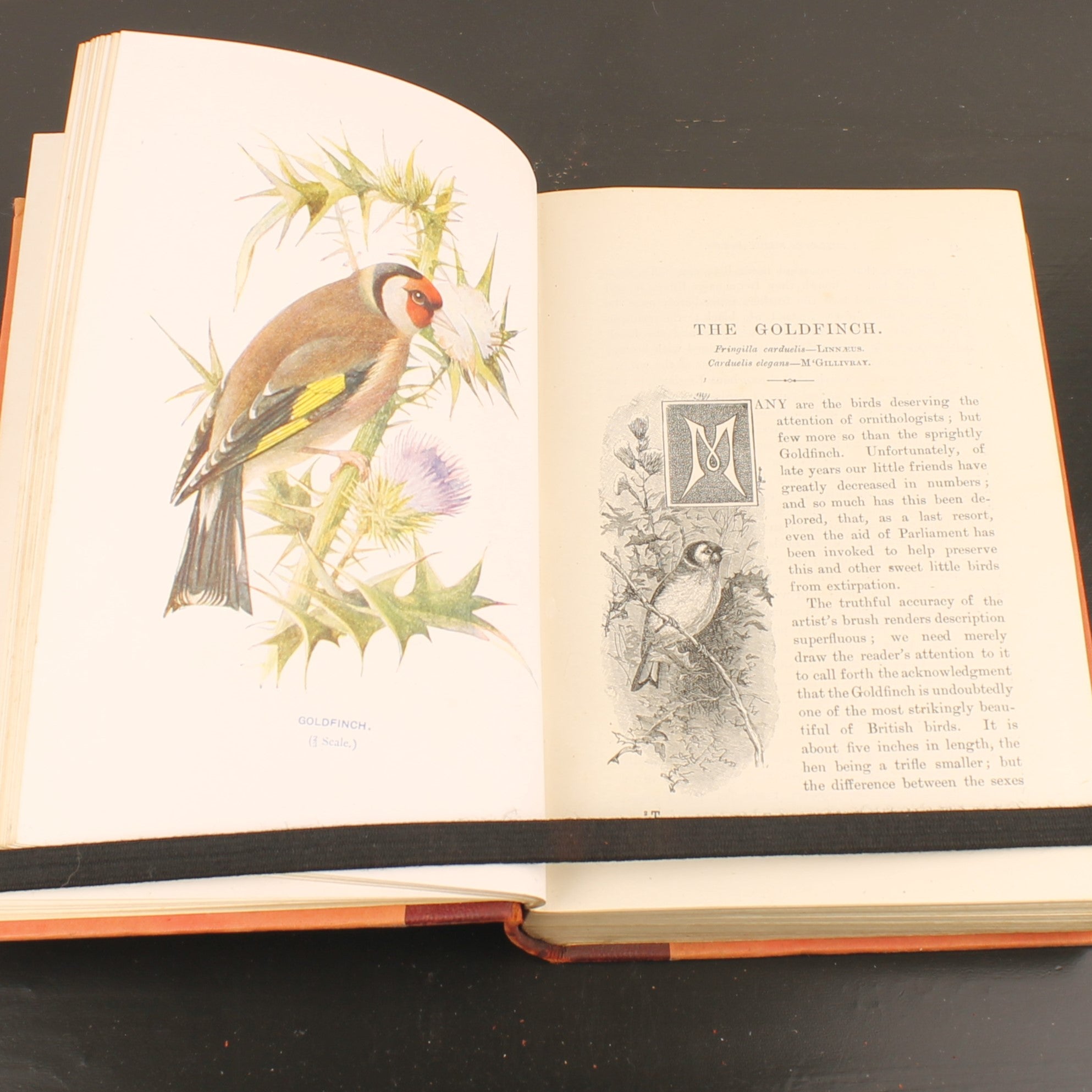 Familiar Wild Birds - W. Swaysland - Illustraties van Archibald Thorburn - Complete set [ca. 1880]
