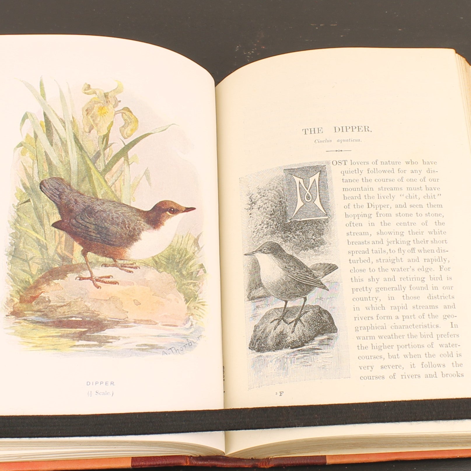 Familiar Wild Birds - W. Swaysland - Illustraties van Archibald Thorburn - Complete set [ca. 1880]