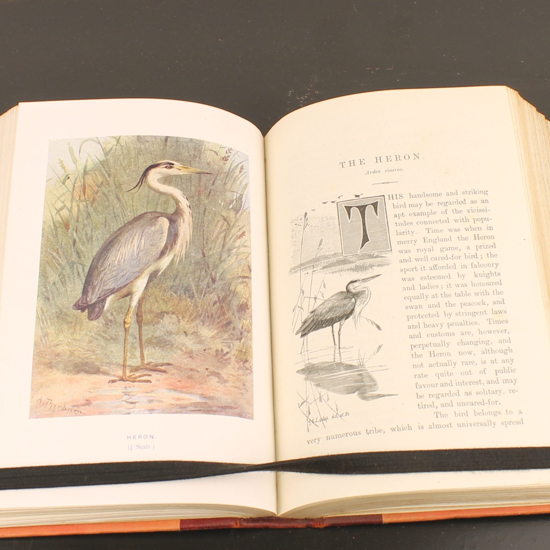 Familiar Wild Birds - W. Swaysland - Illustraties van Archibald Thorburn - Complete set [ca. 1880]